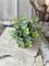 Greenery in Pot – 6" , Set of 4, Decorative Accent – Faux Plant in Rustic Paper Mache Pot - Holiday Tree